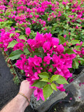 Bougainvillier 'Violet'