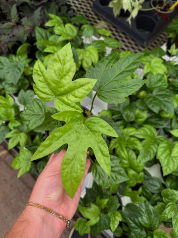 Fatsia Japonica | Aralia from Japan