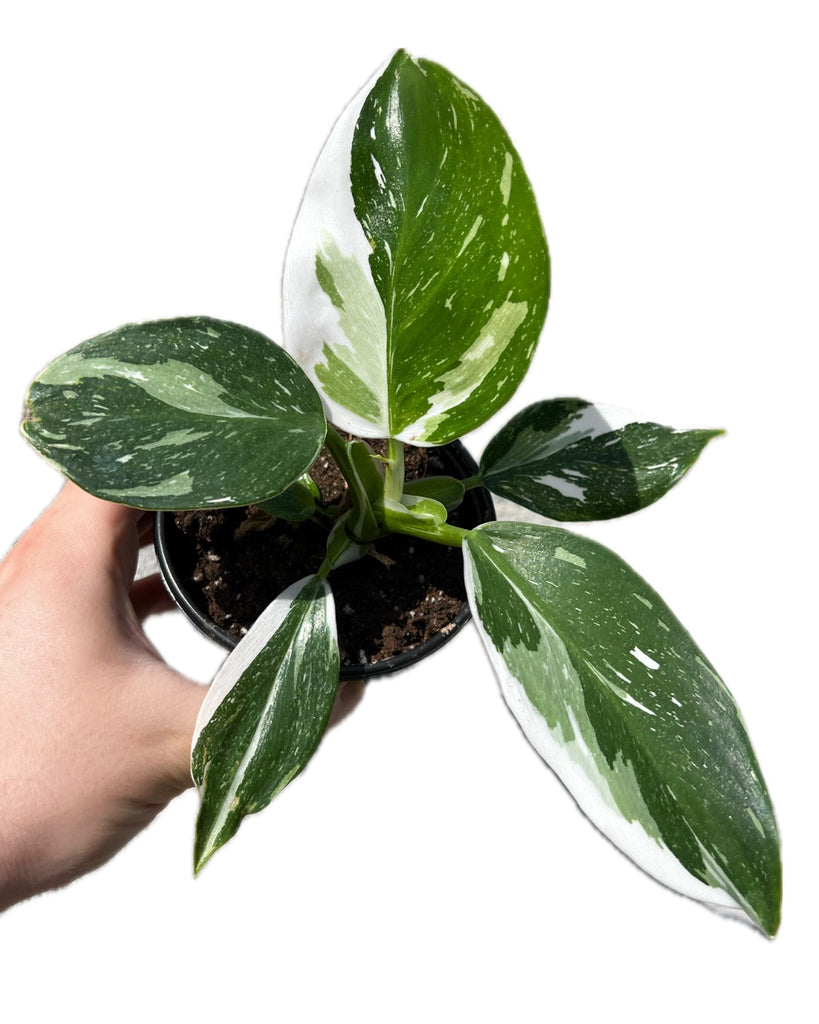 philodendron catherine Philodendron 'White Princess'