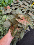 Syngonium 'Merry Maria'