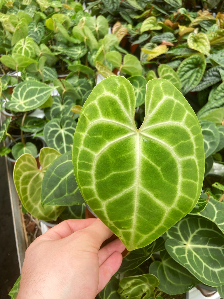 anthurium clarinervium wiki Anthurium Clarinervium – Végétal Design Qc