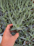 Aloe Arborescens 'Torch Aloe'