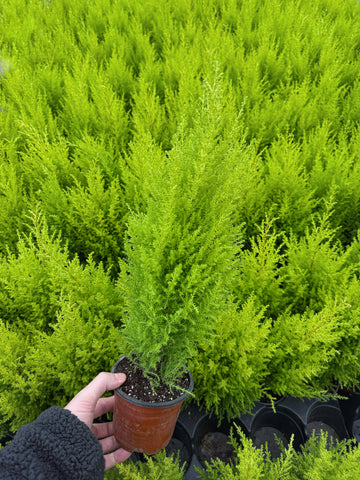 Cupressus macrocarpa 'Goldcrest' | Cypress 'Goldcrest'