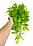 Epipremnum aureum 'Neon' | Pothos 'Néon'