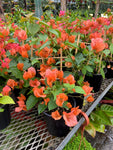 Bougainvillier 'Orange'