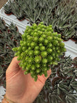 Monanthes Muralis