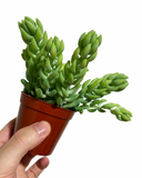 Sedum Morganianum 'Donkey's Tail'