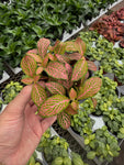 Fittonia 'Pink Ruby Lime'