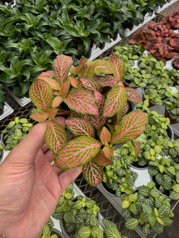 Fittonia 'Pink Ruby Lime'