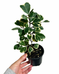 Ficus 'Triangularis Variegata'