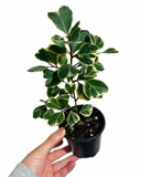 Ficus Triangularis Variegata