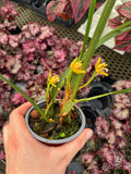 Maxillaria Tenuifolia | Coconut Orchid