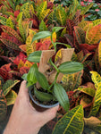 Vanilla Planifolia 'Variegata'