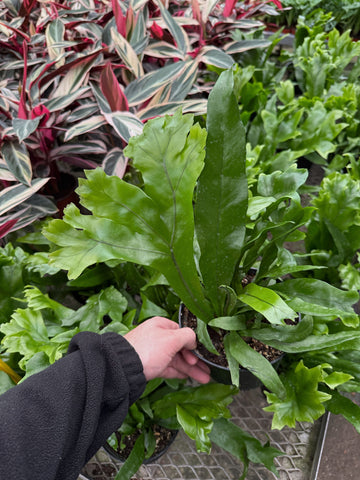 Microsorum Punctatum 'Green Flame'