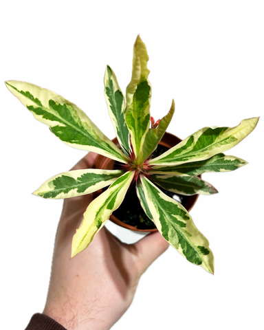 Euphorbia Milii 'Variegata'
