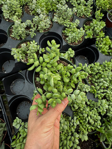 Cotyledon Pendens 'Cliff Cotyledon'