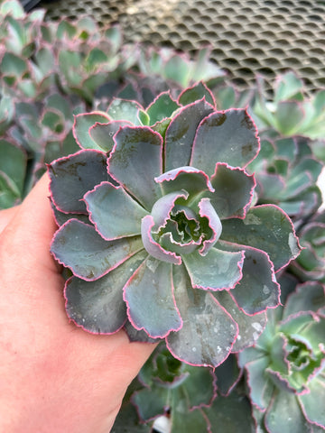 Echeveria 'Neon Breaker'