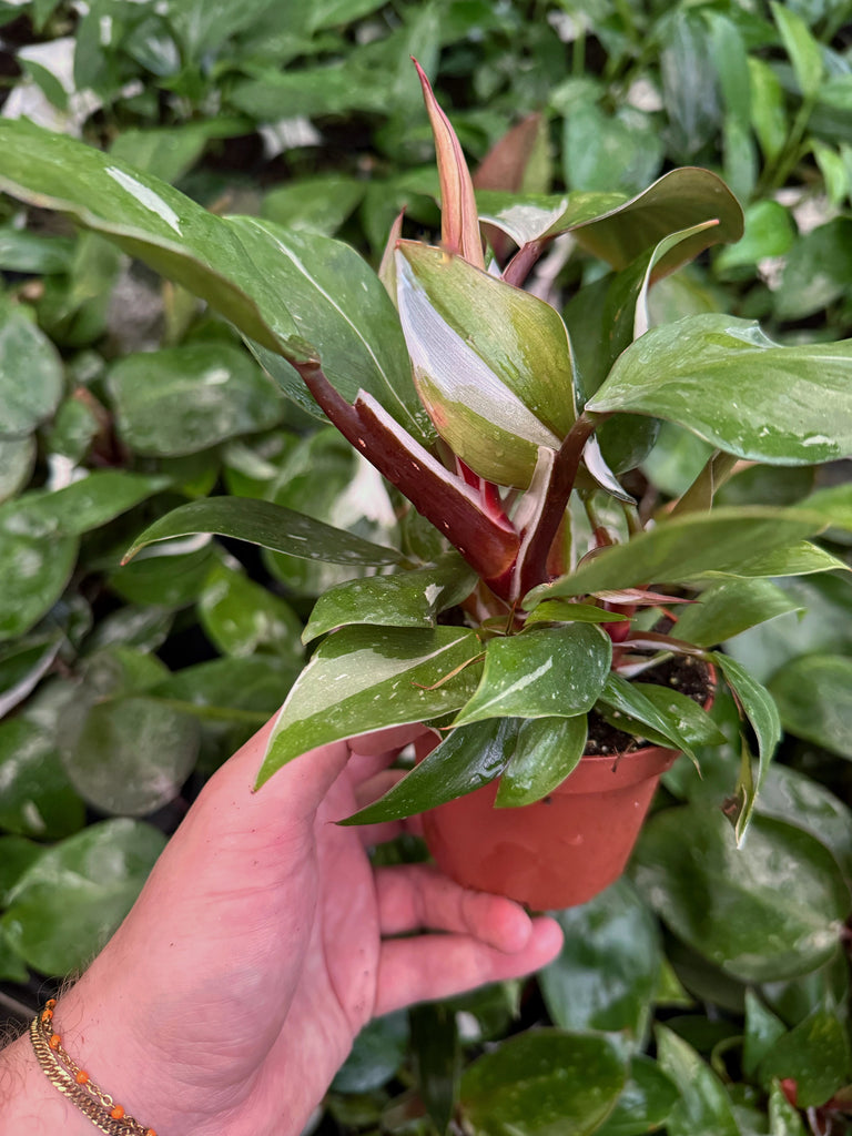 philodendron erubescens white knight Philodendron Erubescens 'White Knight'