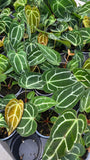 Anthurium Crystallinum