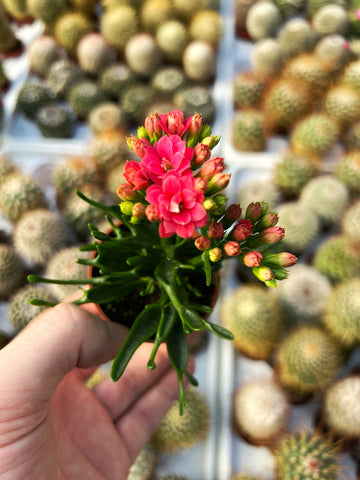 Kalanchoe Katapifa 'Tarantula'