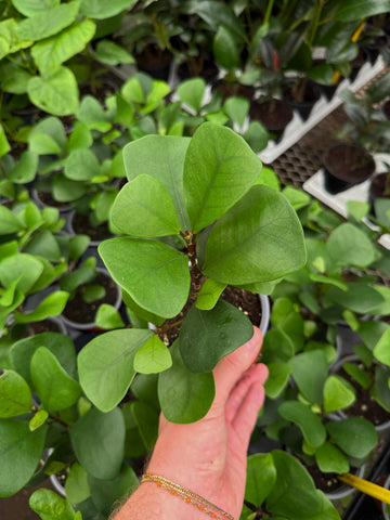 Ficus Triangularis