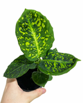 Dieffenbachia 'Crocodile'