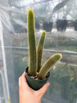 Aporocactus flagelliformis 'Rat Tail Cactus' | Disocactus flagelliformis
