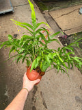 Drynaria Quercifolia 'Oakleaf Fern'