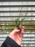 Tillandsia Bulbosa