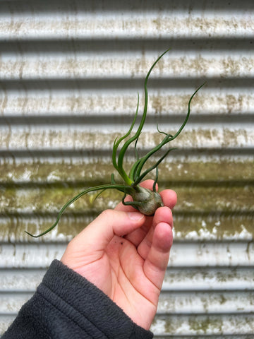 Tillandsia Bulbosa