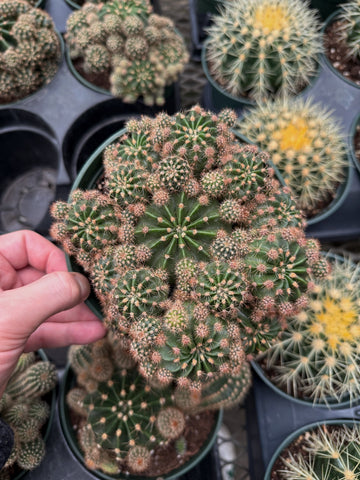 Echinopsis Eyriesii