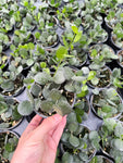 Xerosicyos Danguyi | Silver Dollar Plant