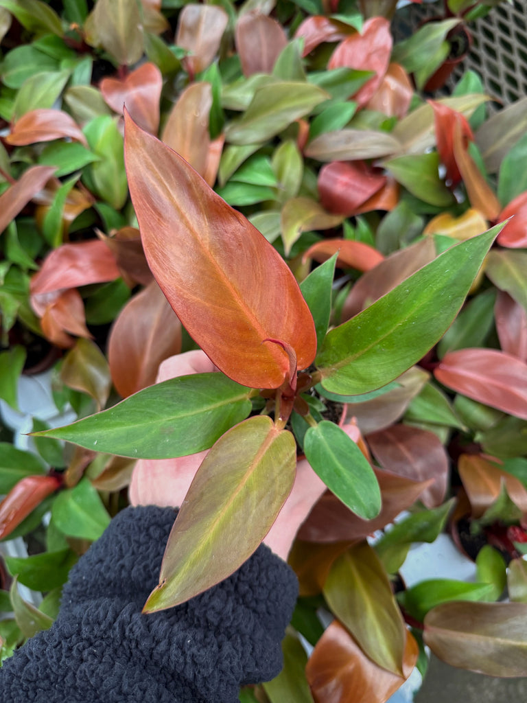 red king philodendron Philodendron Selloum 'Sun Red'