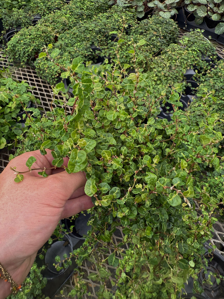Curly Ficus Ficus Pumila 'Curly' – Végétal Design Qc