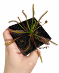 Drosera Capensis