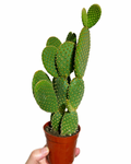 Opuntia Microdasys 'Rufida' | Cactus Bunny ears