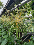 Chlorophytum Comosum Variegata 'Bonnie' | Plante-araignée Curly