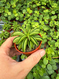 Peperomia Nivalis 'Taco Leaf'