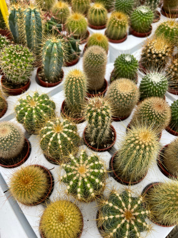 Mini Cactus Surprises