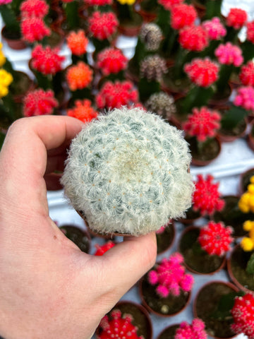 Mammillaria Plumosa