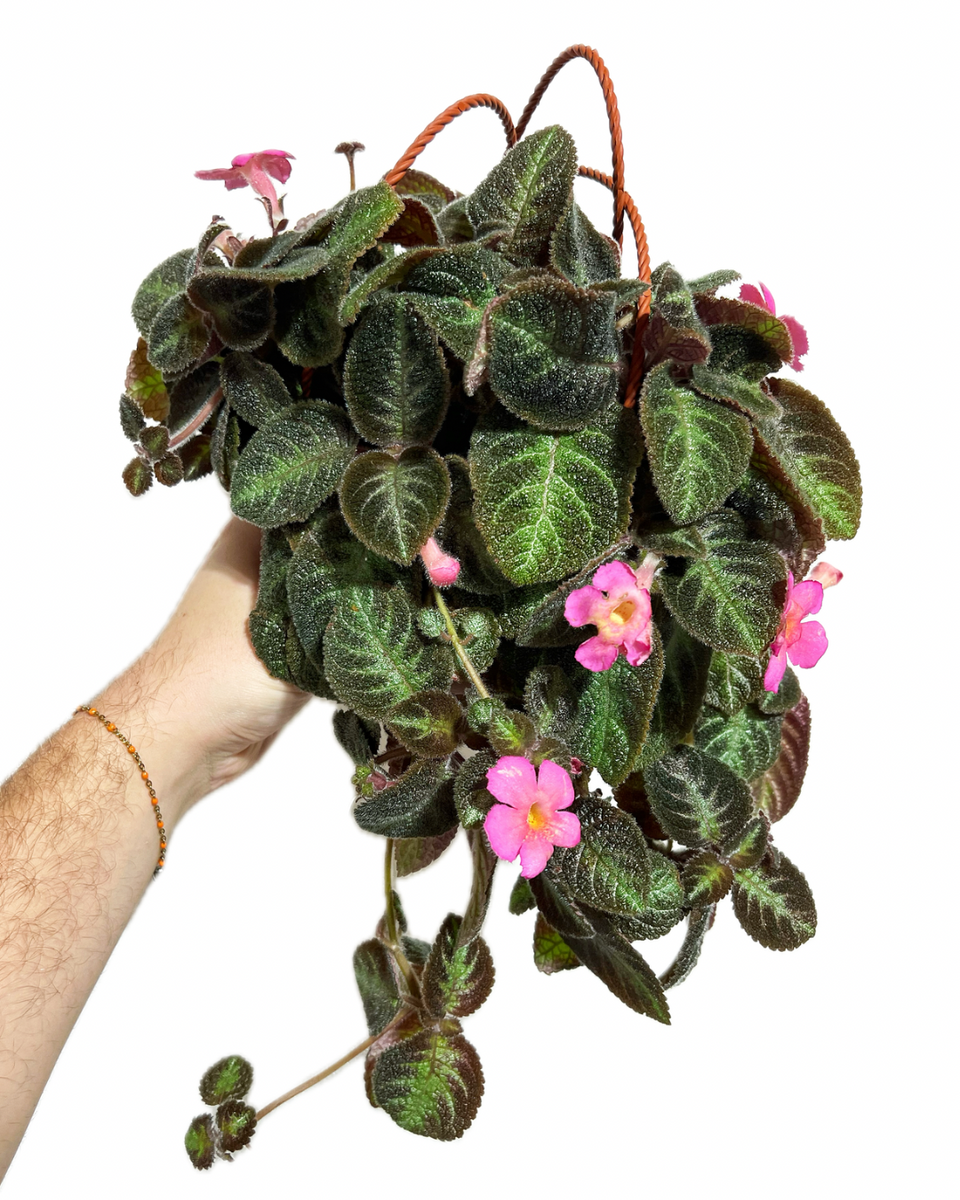 Episcia 'Pink Panther' – Végétal Design Qc