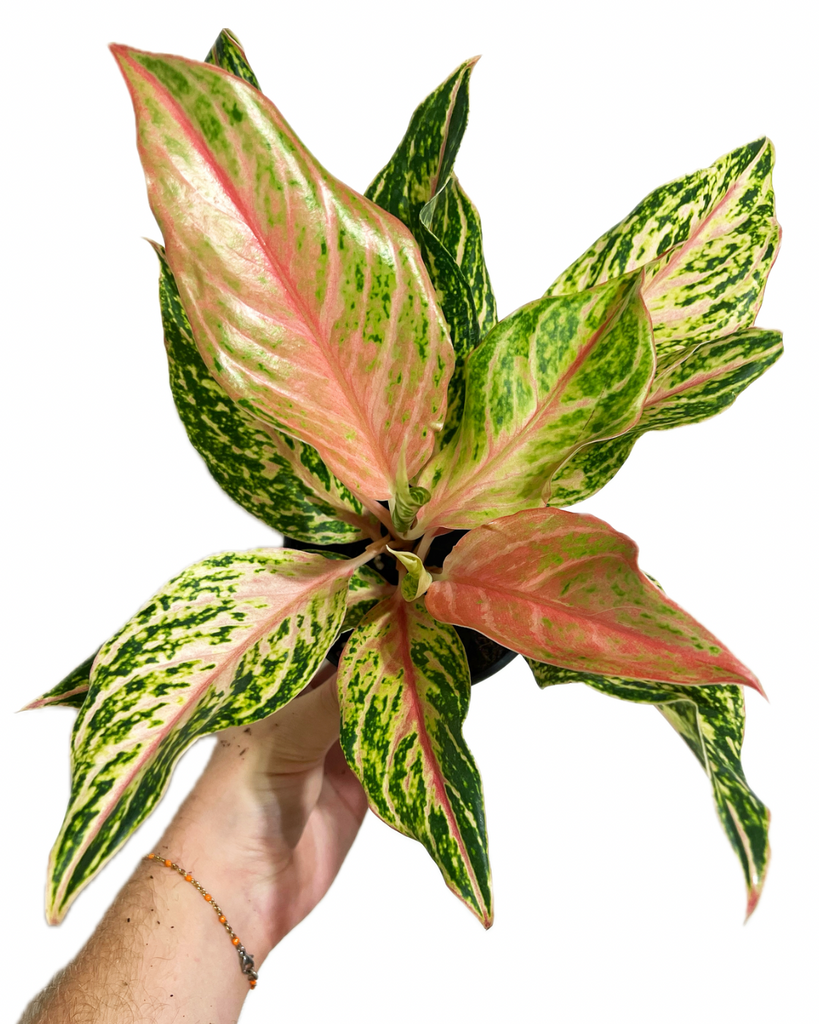aglaonema pink sparkling sarah Aglaonema 'Sparkling Sarah' – Végétal Design Qc