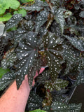 Begonia Maculata 'Black Forest'