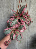 Episcia 'Pink Brocade'