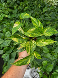 Epipremnum pinnatum 'Yellow Sunrise'