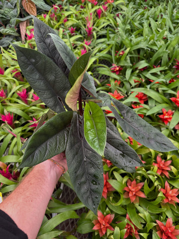 Alocasia Scalprum
