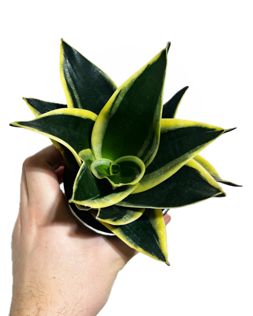 dwarf sansevieria snake plant Sansevieria Trifasciata 'Black Gold Dwarf'