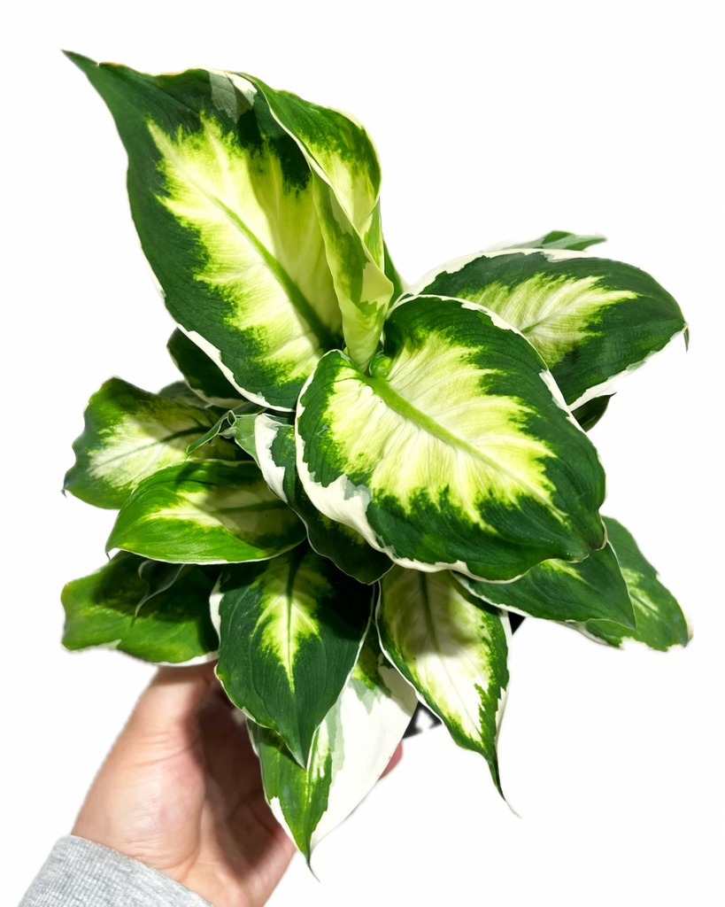 dieffenbachia cool beauty Dieffenbachia 'Cool Beauty'