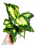 Dieffenbachia 'Cool Beauty'