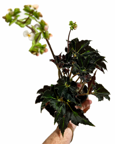 Begonia 'Black Fang' | Bégonia